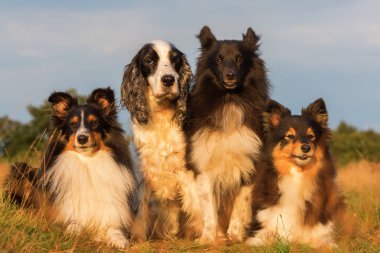 Grup portresi shelties ve yavru horoz İspanyol