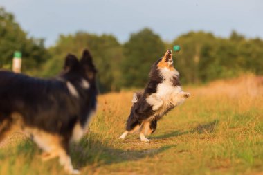 Bir ülke yolda oynayan Avustralyalı çoban köpekleri