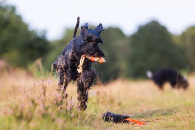 Standart schnauzer burnu tedavi çantada ile çalışır