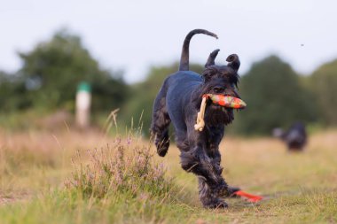 Standart schnauzer burnu tedavi çantada ile çalışır