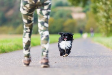 Pekin köpeği bir kişiye yaklaşan