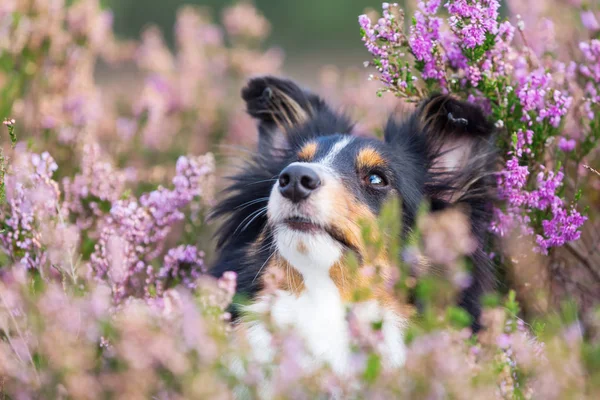 Retrato da cabeça de um Sheltie entre urze — Fotografia de Stock