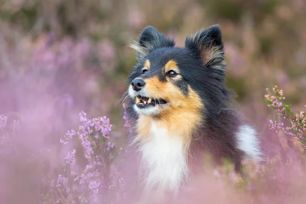 Retrato da cabeça de um Sheltie entre urze — Fotografia de Stock