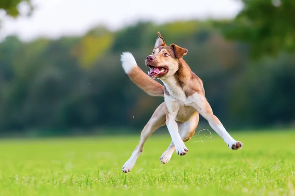 Hybrid dog jumps on a meadow — Stock Photo, Image