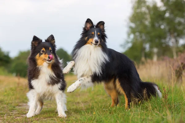 Две собаки Sheltie играют на загородной дорожке — стоковое фото