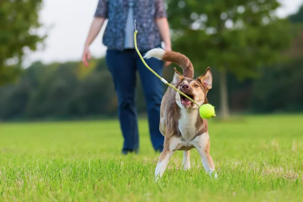 Hybrid dog plays on a meadow and jumps for a ball — Stock Photo, Image