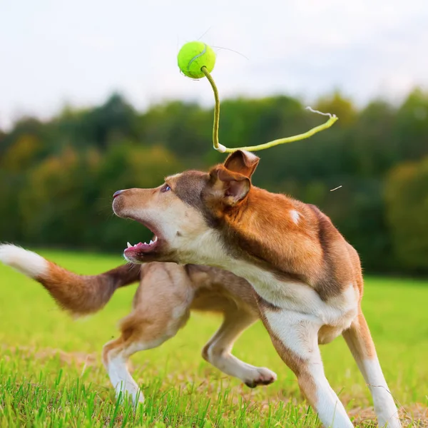 Cão híbrido joga em um prado e salta para uma bola — Fotografia de Stock