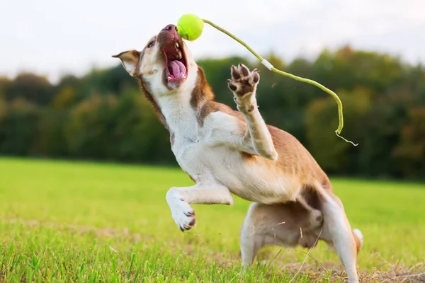 Cão híbrido joga em um prado e salta para uma bola — Fotografia de Stock