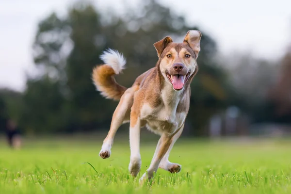 Perro híbrido corre en un prado —  Fotos de Stock