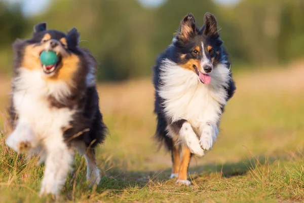 Australian Shepherd dogs playing on a country path