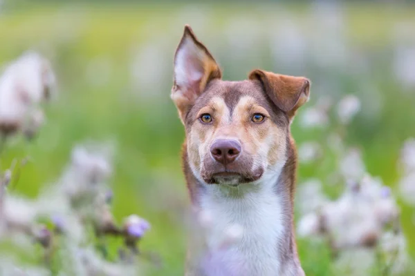Porträtt av en hybrid hund som sitter på en äng — Stockfoto