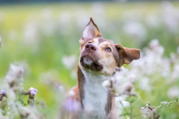 Retrato de um cão híbrido que se senta em um prado — Fotografia de Stock