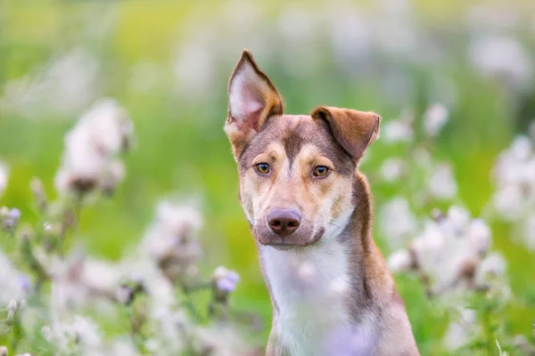 Porträtt av en hybrid hund som sitter på en äng — Stockfoto