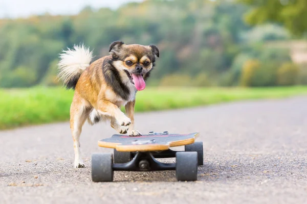 Chihuahua hybrid jumps on a skateboard — Stock Photo, Image