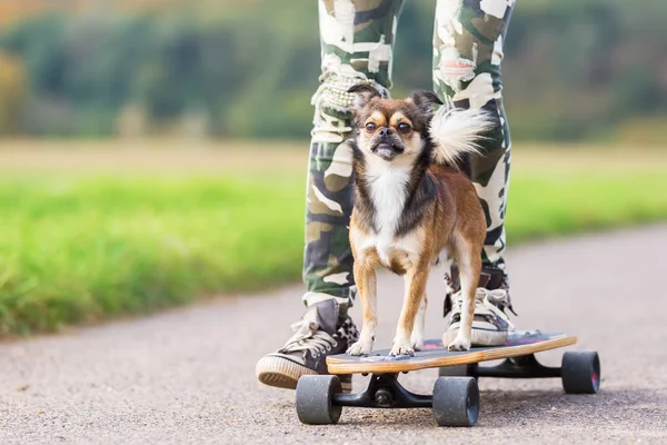 Chihuahua hybrid sits on a skateboard — Stock Photo, Image