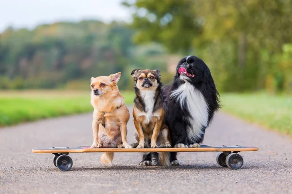 Три симпатичные маленькие собаки, сидящие на скейтборде — стоковое фото