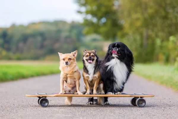 Tres lindos perritos sentados en un monopatín — Foto de Stock