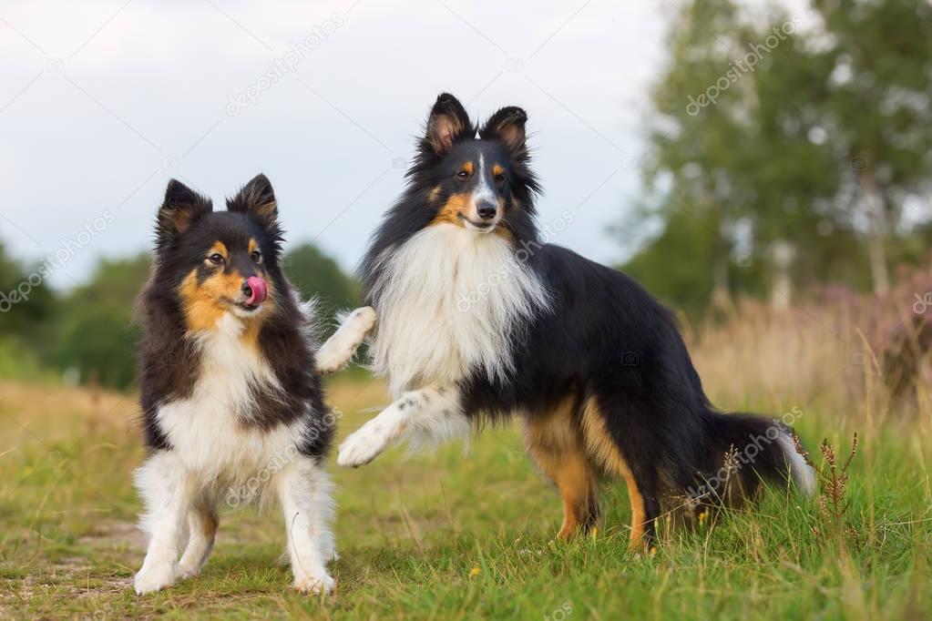 two Sheltie dogs playing on a country path
