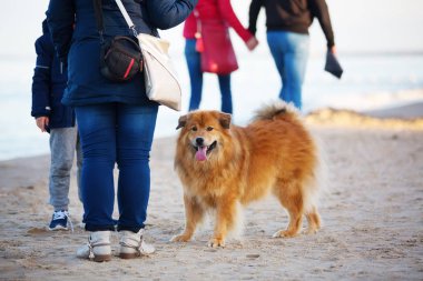 insanlar ve şirin bir Elo köpek sahilde
