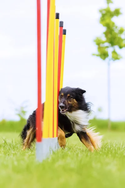 Australian Shepherd runs a slalom course — Stock Photo, Image