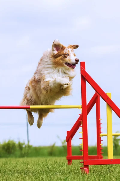 Australischer Schäferhund springt über Hürde — Stockfoto