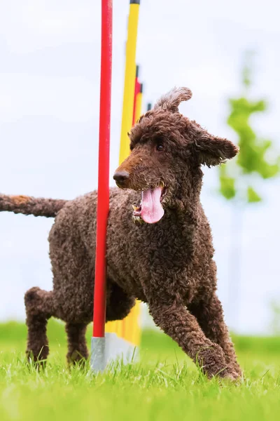 Caniche royal dirige un cours de slalom — Photo