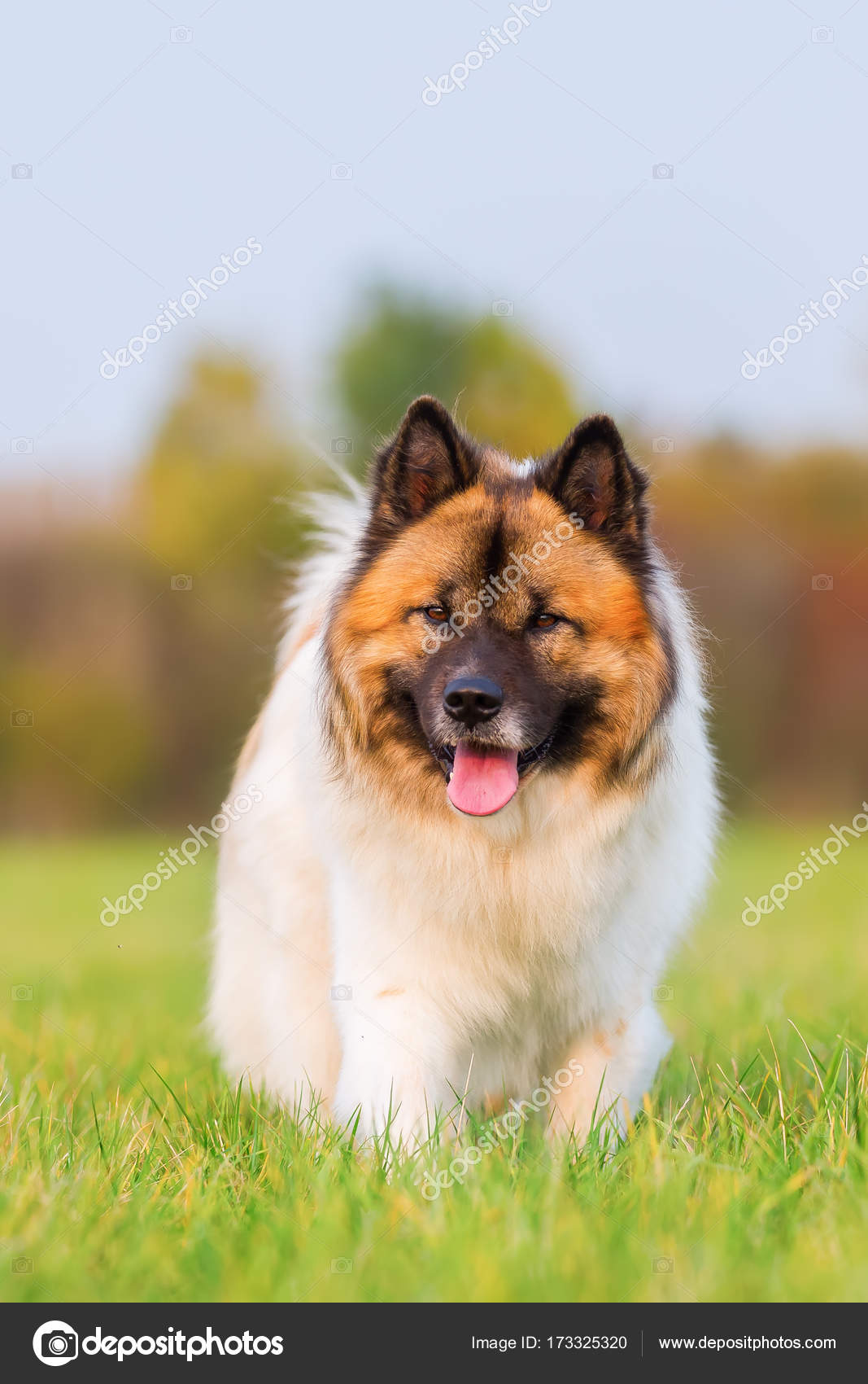 Porträt eines niedlichen elo Hundes — Stockfoto © Madrabothair 173325320