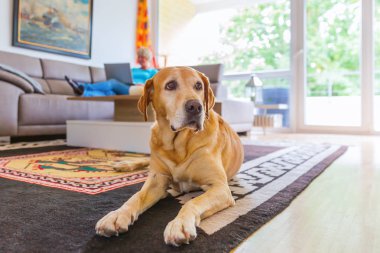 Olgun bir kadın ile bir dizüstü bilgisayar içinde belgili tanımlık geçmiş çalışsa da labrador yerde yatıyor