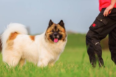 şirin bir Elo köpek portresi