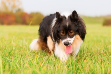 şirin bir Elo köpek portresi