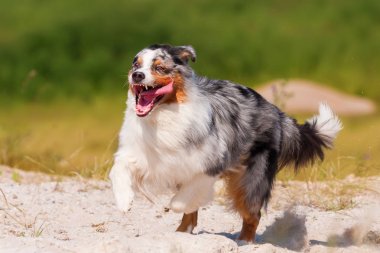 Avustralya çoban köpeği açık havada çalışır