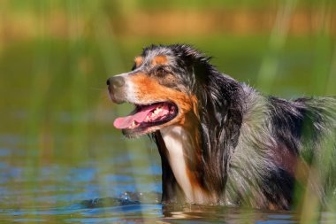 Avustralyalı çoban bir göl yürüme