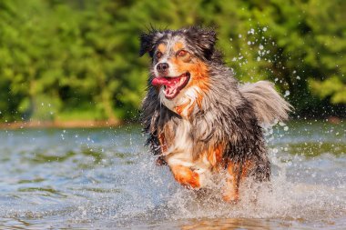 Avustralyalı çoban su ile çalışır