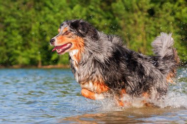 Avustralyalı çoban su ile çalışır
