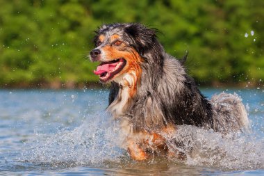 Avustralyalı çoban su ile çalışır