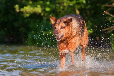 Alman çoban hibrit su ile çalışır
