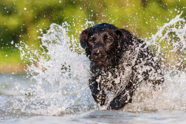 Labrador su ile çalışır
