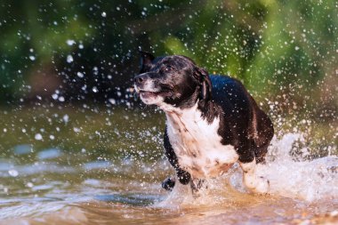 Jack Russell Terrier su ile çalışır