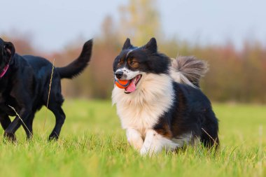 Elo köpek çayır üzerinde çalışır
