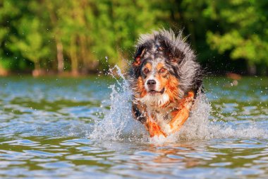 Avustralyalı çoban su ile çalışır