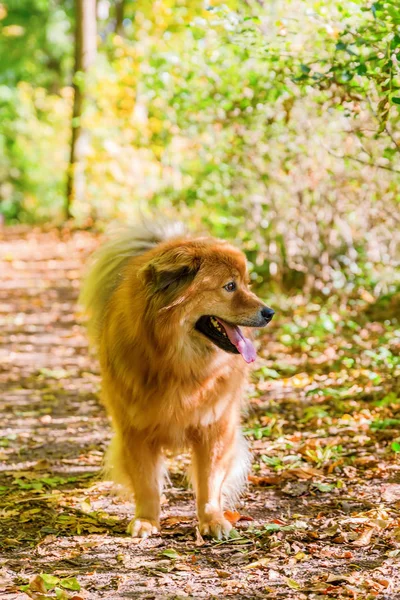 Elo psa na drodze leśnej — Zdjęcie stockowe