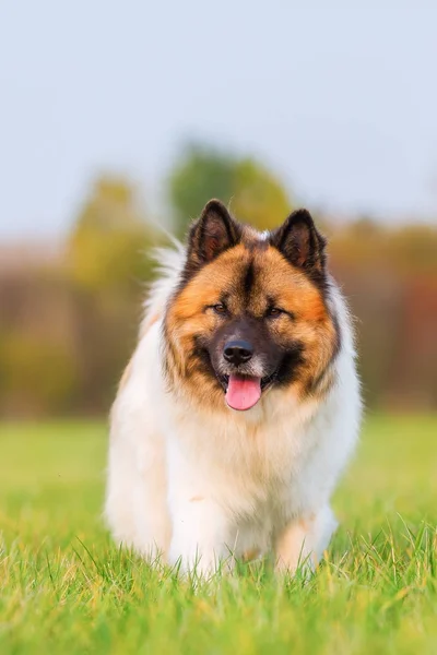 Retrato de un lindo perro Elo — Foto de Stock