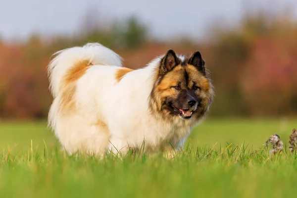 Portrét roztomilý pes Elo — Stock fotografie