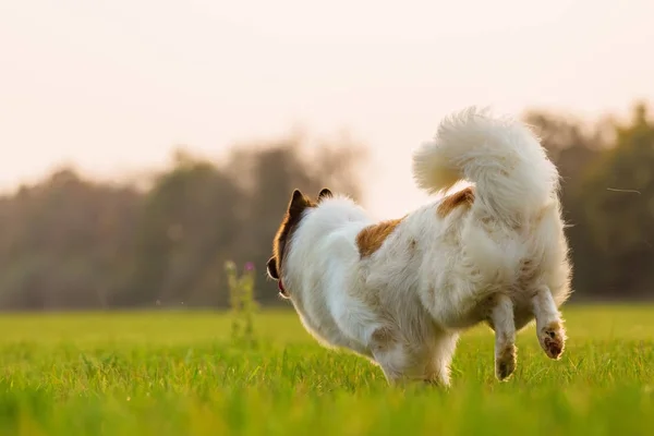 Rückansicht eines rennenden elo dogs — Stockfoto
