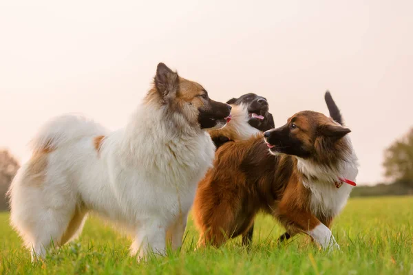 Dois cães elo e um labrador jogar ao ar livre — Fotografia de Stock