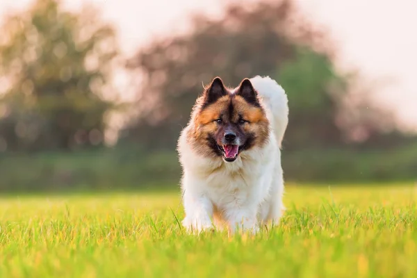 Retrato de um cão Elo bonito — Fotografia de Stock