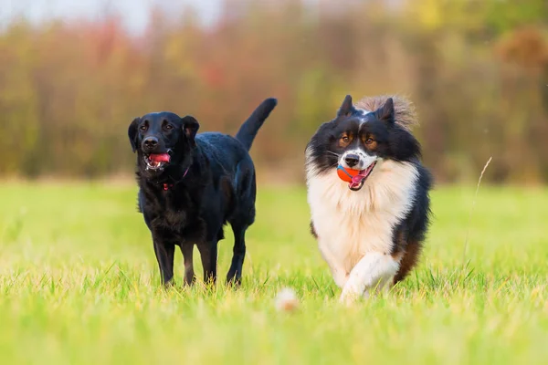 Elo dan labrador berjalan di padang rumput — Stok Foto