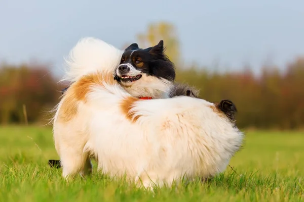 Dos perros Elo juegan en el prado — Foto de Stock