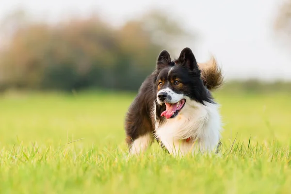Porträtt av en söt Elo-hund — Stockfoto