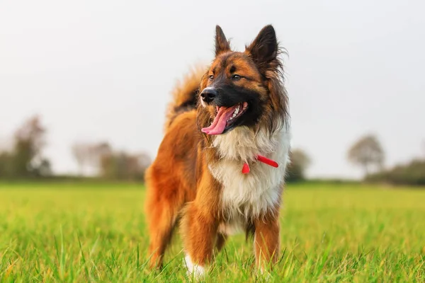 Retrato de un lindo perro Elo — Foto de Stock